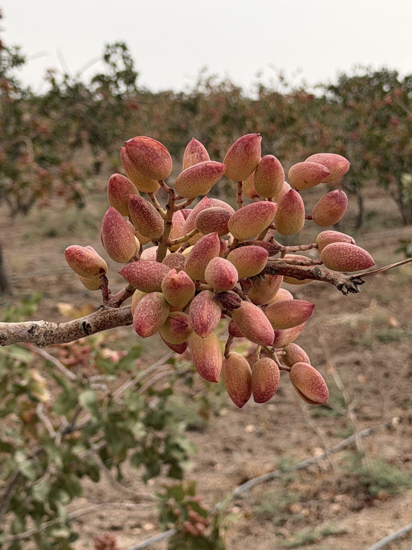 Pink pistachios growing on a branch
