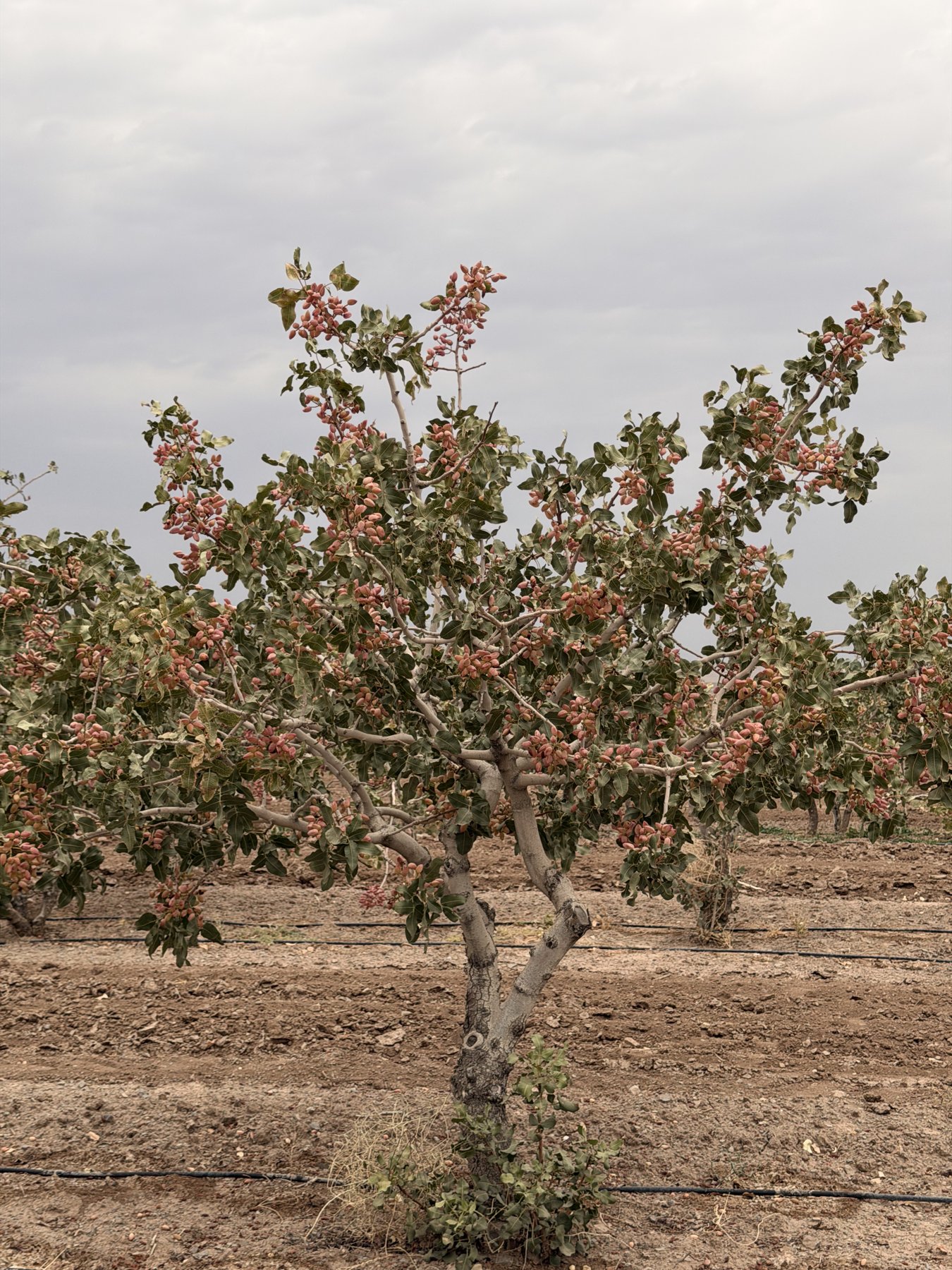 Pistachio tree in an orchard